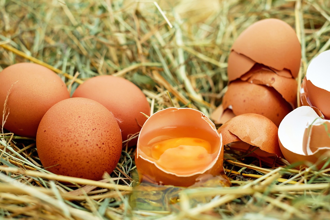 מה קורה אם אוכלים ביצה חיה?